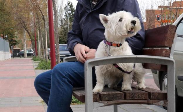 Un juez fija la custodia compartida de un perro tras una separación de pareja