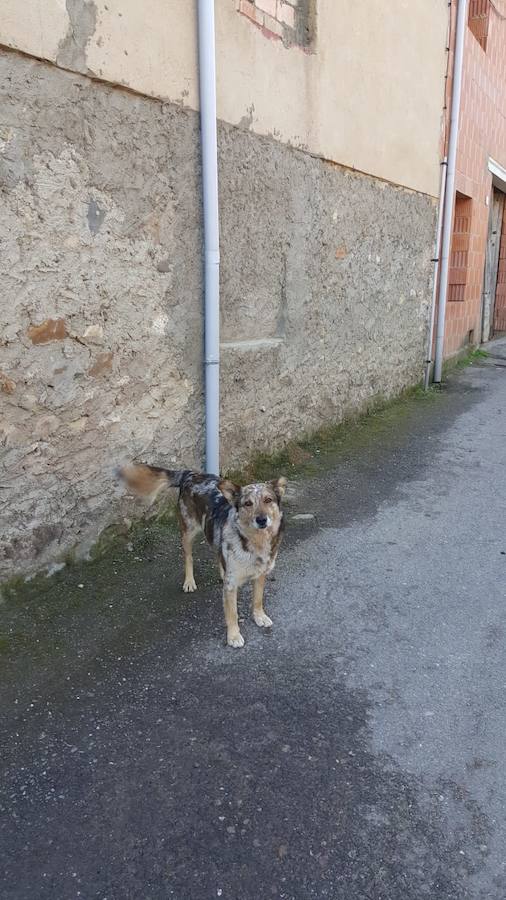 Matan y tiran a la piscina de Matallana de Torío al perro del alcalde en lo que parece una «venganza política»