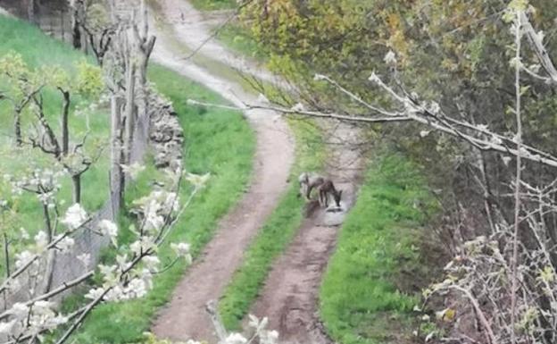 Un lobo sarnoso entra en un pueblo leonés y se lleva un perro para comérselo