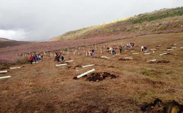 Anllares del Sil organiza una plantación de árboles frutales para favorecer el hábitat del oso pardo