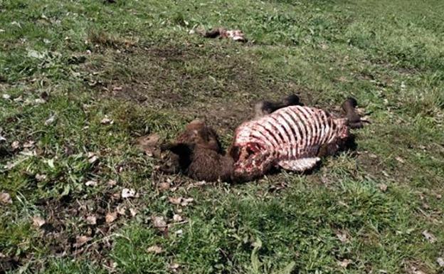 El lobo atemoriza a la cabaña ganadera de Babia y devora en su último ataque a un potro hispano-bretón