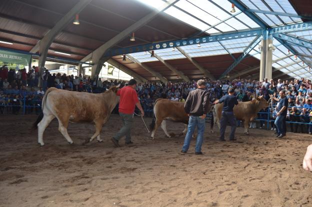 Las asturianas 'Carola', 'Jara' y 'Modelo' ya tienen identidad leonesa