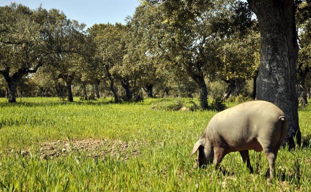 Una matanza casera causa triquinosis a 17 personas