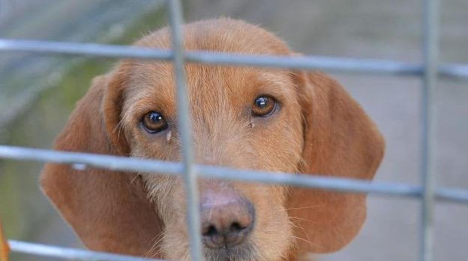 Condenan a una joven a pagar 400 euros por incumplir el contrato de adopción de un perro