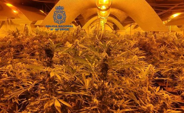 La Policía Nacional se incauta de 748 plantas de marihuana en una nave industrial de Alcalde Miguel Castaño