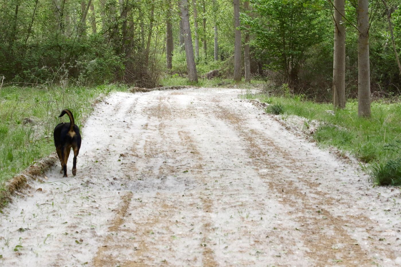 León, bajo las pelusas