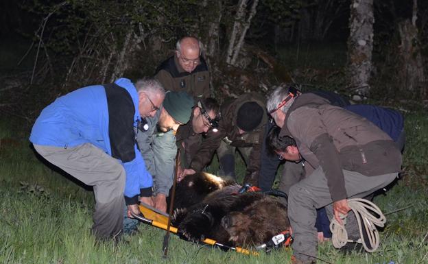 Los veterinarios determinan «pronóstico grave» y una paraplejia en el oso pardo hallado esta semana en Palacios del Sil