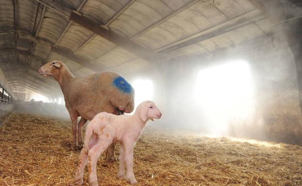 El sacrificio de ovino cae el 25% en los dos primeros meses del año y el mercado musulman se convierte en el principal cliente