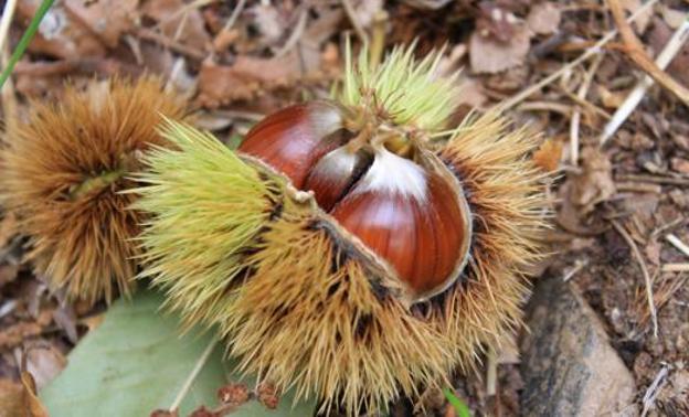 Una jornada analizará en Balboa las oportunidades que ofrece el aprovechamiento del castaño para el desarrollo rural