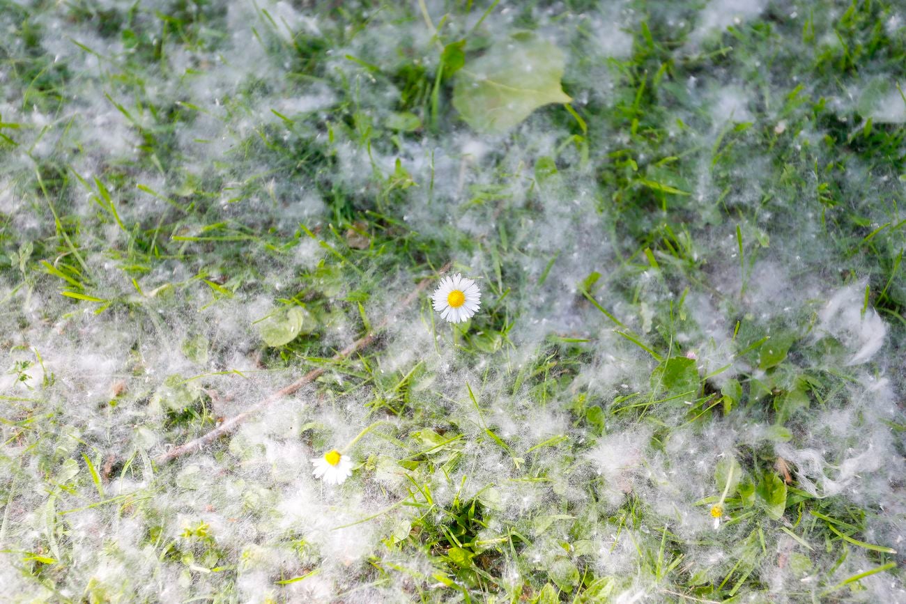 Las pelusas inundan León