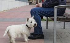 La lucha de 'Cachas': el juicio por la custodia de un perro en España