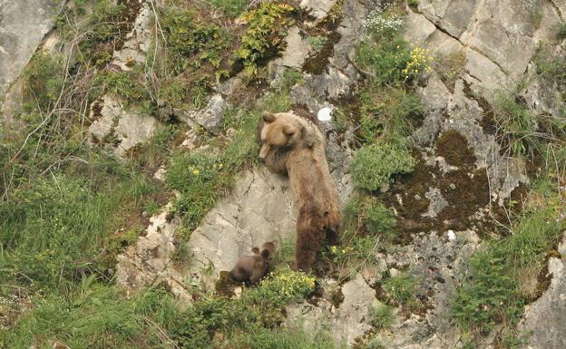 Piden treinta meses de cárcel para los dos acusados de disparar a un ejemplar de oso pardo