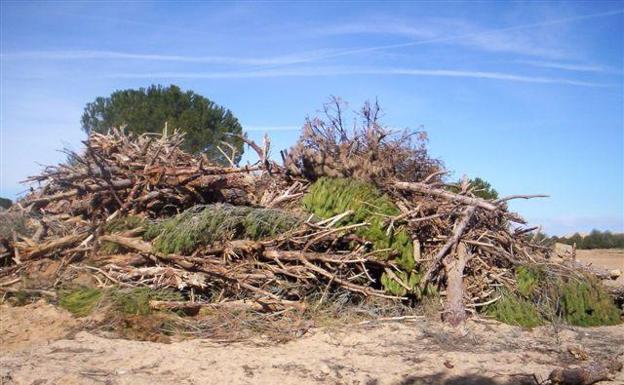 Miembros de una cooperativa agrícola vallisoletana se enfrentan a prisión por talar pinares de otros para regadío