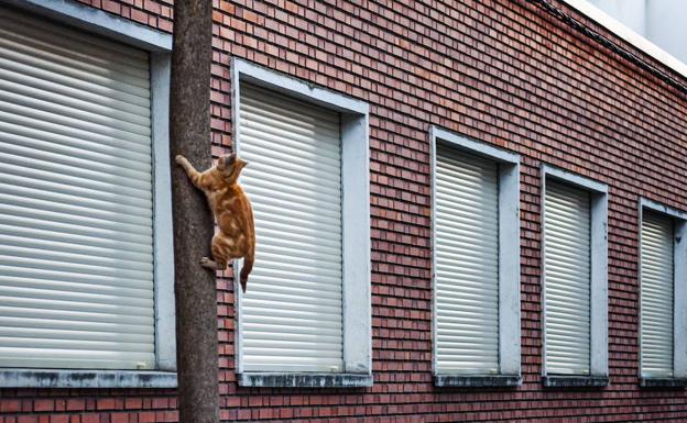 Un juez condena a un joven por dejar escapar al gato de su exnovia en Valladolid