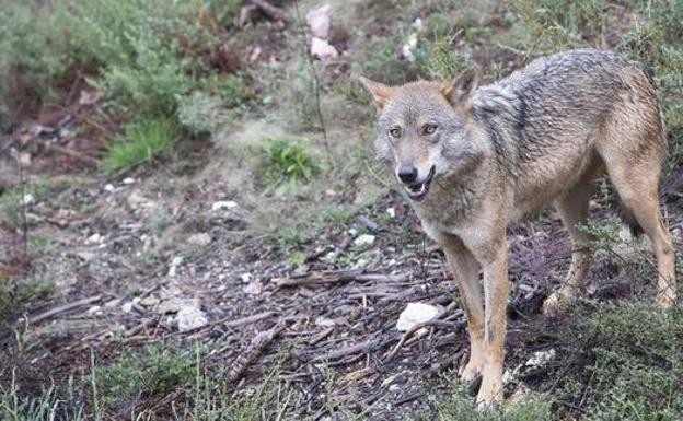 Ecologistas pide acabar con la caza y el control de población del lobo en Picos de Europa para favorecer su conservación