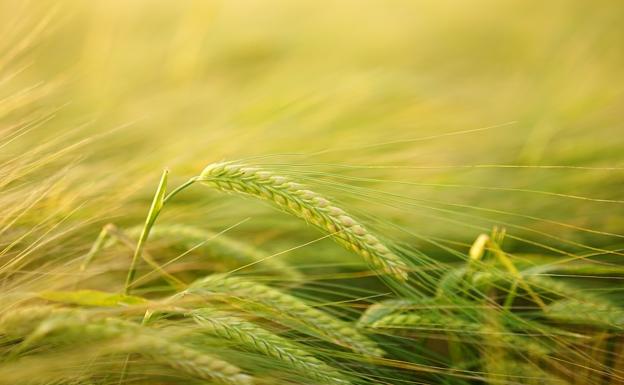 Asaja ve «catastrófica» la cosecha de cultivos herbáceos por el alto riesgo de sequía