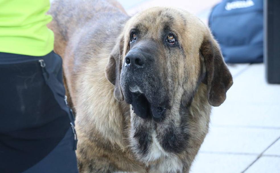 El mejor cliente... el mastín