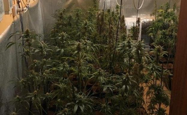 La Guardia Civil detiene a cinco personas y decomisa 431 plantas y 4700 gramos de marihuana seca en dos actuaciones
