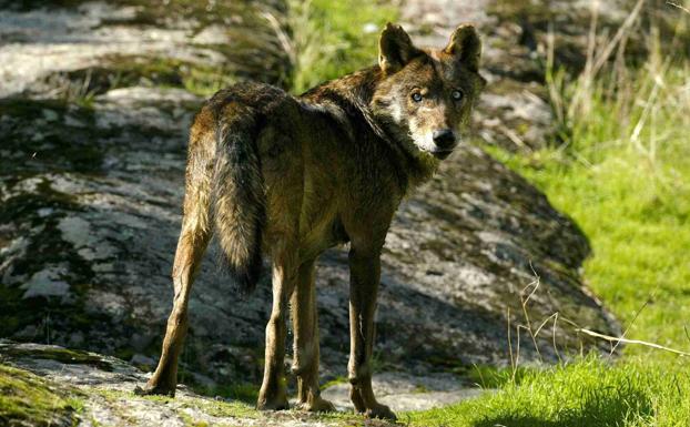 El Gobierno considera al lobo especie de protección especial al sur del Duero