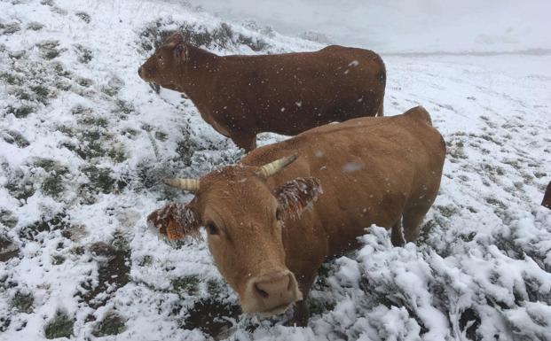 Nieve en León... y a las puertas del verano