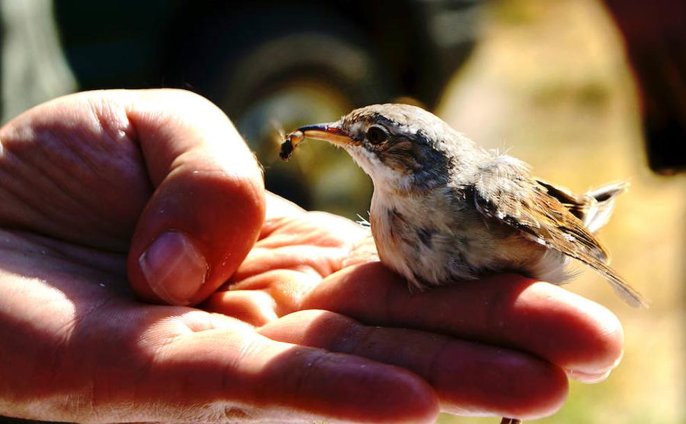 Los mineros que se hicieron amigos de los pájaros