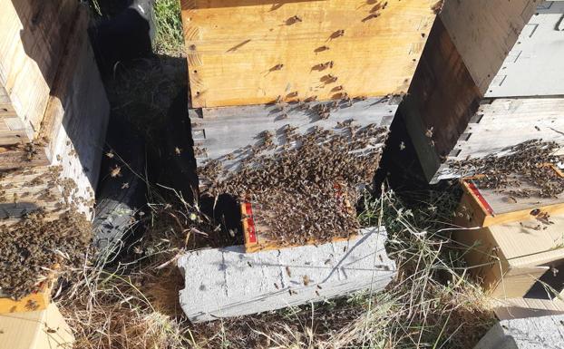 El 35% de las vacunas de España fabricadas con apitoxina se elabora con veneno de abejas leonesas