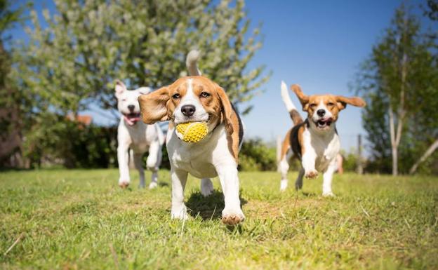 Los perros pueden detectar el cáncer de pulmón con el olfato