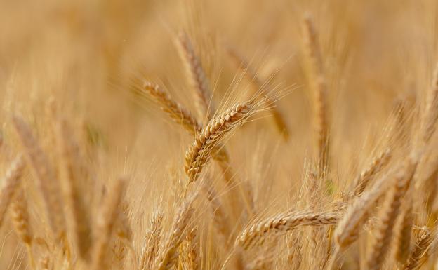 El inicio de la cosecha y los peritos agrarios confirman rendimientos con pérdidas del 56% en el secano leonés