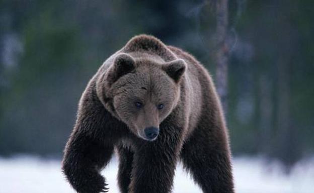 Sobrevive tras permanecer un mes retenido por un oso: «Me guardó como comida para el futuro»