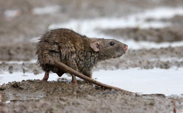 UPL de San Andrés exige la «urgente desratización y desinsectación» de todo el municipio