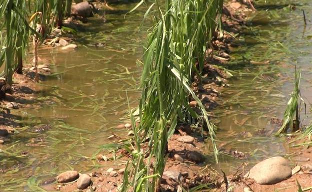 La lluvia y la ola de calor afecta al Páramo leonés y daña la planta de maíz, la alubia y la remolacha