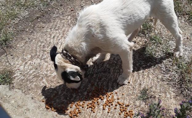 Vecinos de Villaquilambre denuncian el abandono de tres perros en el interior de una caseta sin agua ni comida