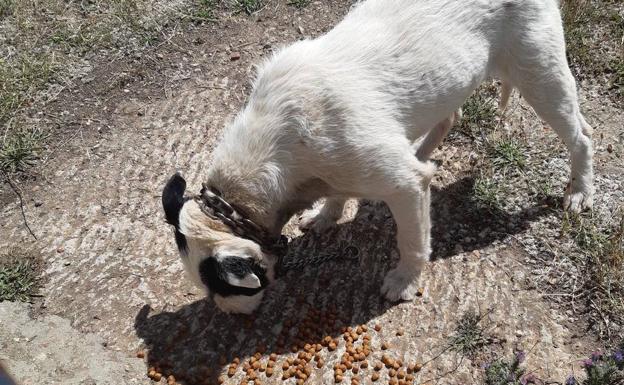 Desaparecen los perros que estaban en malas condiciones en Villaquilambre y los vecinos desconocen su paradero