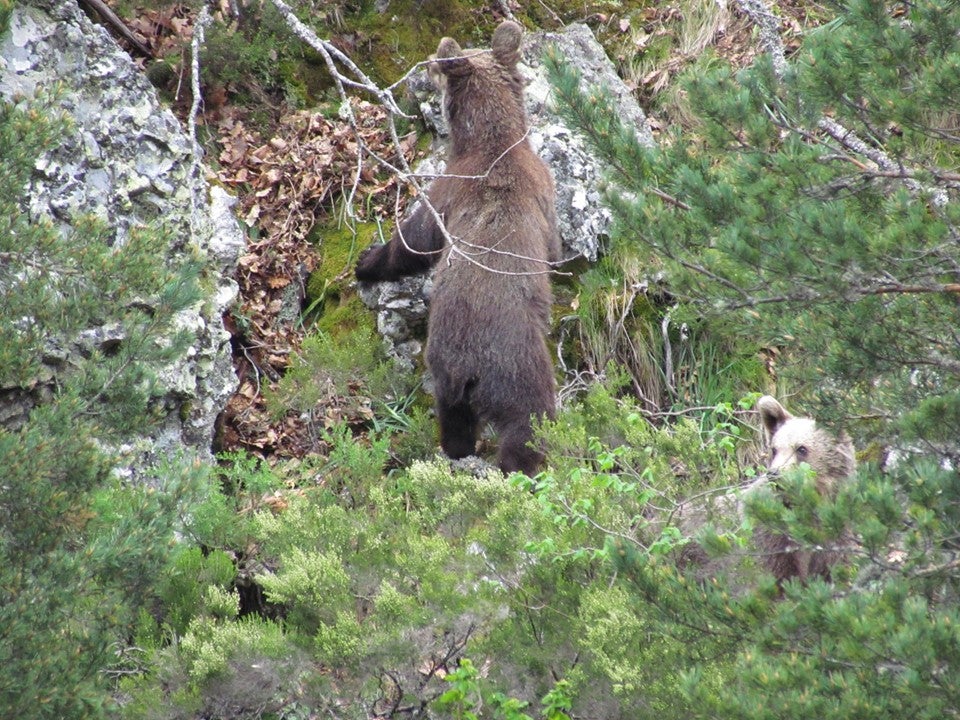 Los vecinos más peludos de Portilla de la Reina