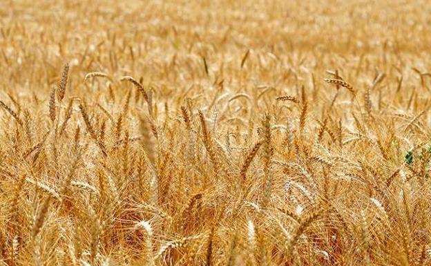 UPA reclama al nuevo gobierno de Castilla y León que cumpla su compromiso de «apoyo firme» al sector agrario y al mundo rural