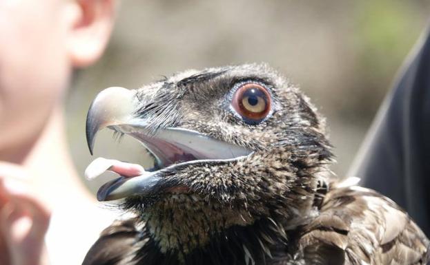 El quebrantahuesos 'Hugo' sobrevuela los Picos de Europa