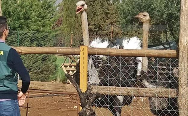 Descubierto un zoológico ilegal en Extremadura con más de un centenar de animales