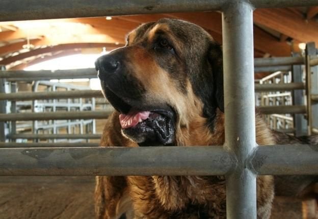 Un mastín de León gana el X Monográfico de la Pola de Siero