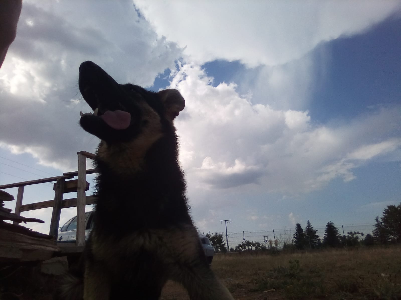 Denuncian el robo de sus perros tras una queja vecinal