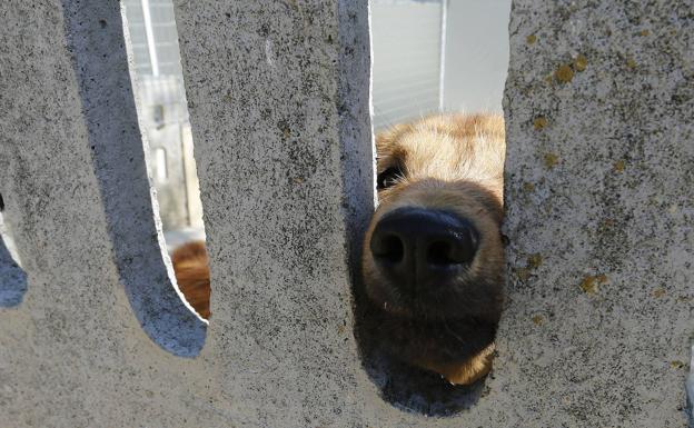 Volanvall pide un voluntariado «reglado» en la perrera de Valladolid para «dignificar» la vida de los animales