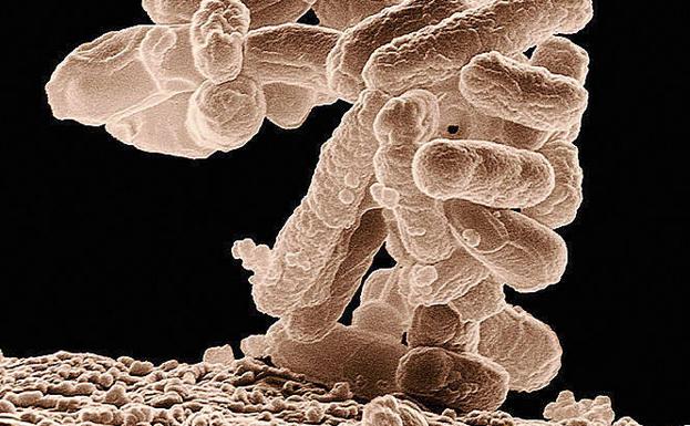 La Universidad de León deja al descubierto el comportamiento de la bacteria causante de la gastroenteritis