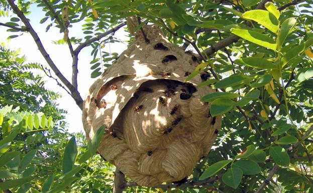 Las heladas de primavera ayudan a frenar el avance del avispón asiático