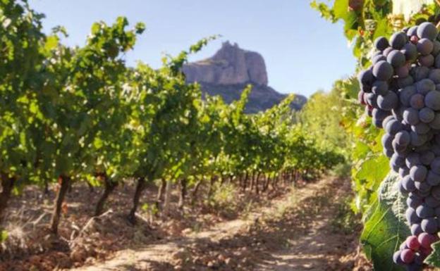 El Gobierno trabaja en el diseño de mecanismos para dar estabilidad y calidad del sector vitivinícola español