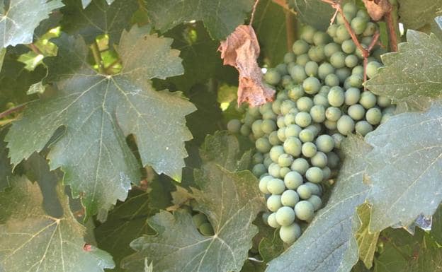 Las Denominaciones de Origen leonesas confían en cosechar más de quince millones de kilos de uva