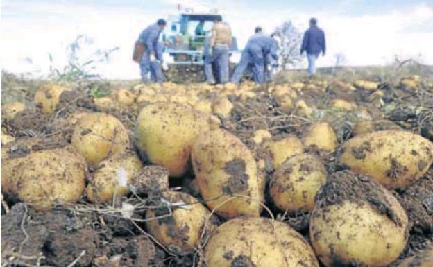 UCCL denuncia un desplome del precio de la patata en la Comunidad por «bulos intencionados» y un «arranque temprano»