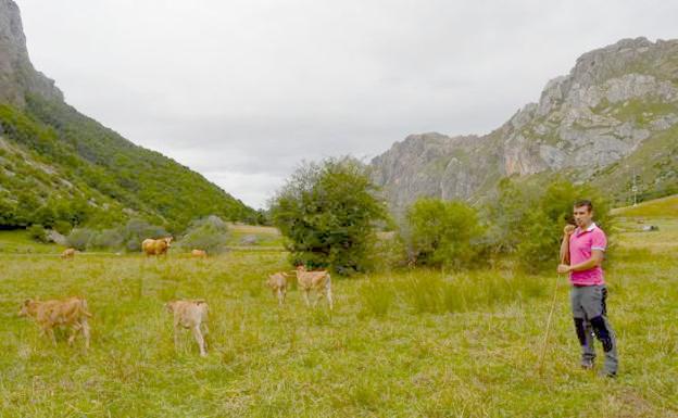 Un ganadero asturiano denuncia que sus vecinos le esconden las vacas en Torrestío para echarle de su pueblo