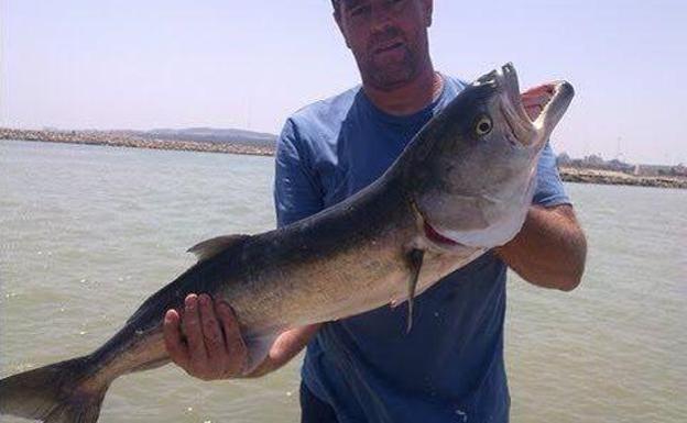 El mordisco de un pez golfar secciona un tendón a una bañista en una playa de Alicante