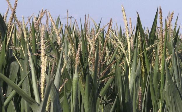 El campo leonés recoge pérdidas del 60% en el secano y el regadío salva el año a pesar del pedrisco