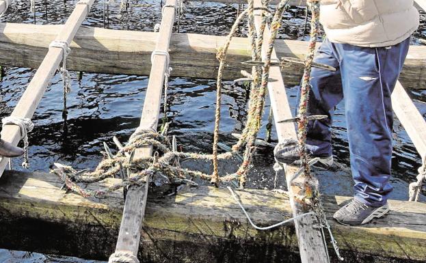 El mejillón, un aspirador de la contaminación del agua