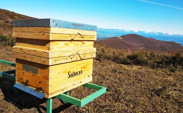 Miel Salvaxe, calidad, etiqueta ecológica y producto artesano